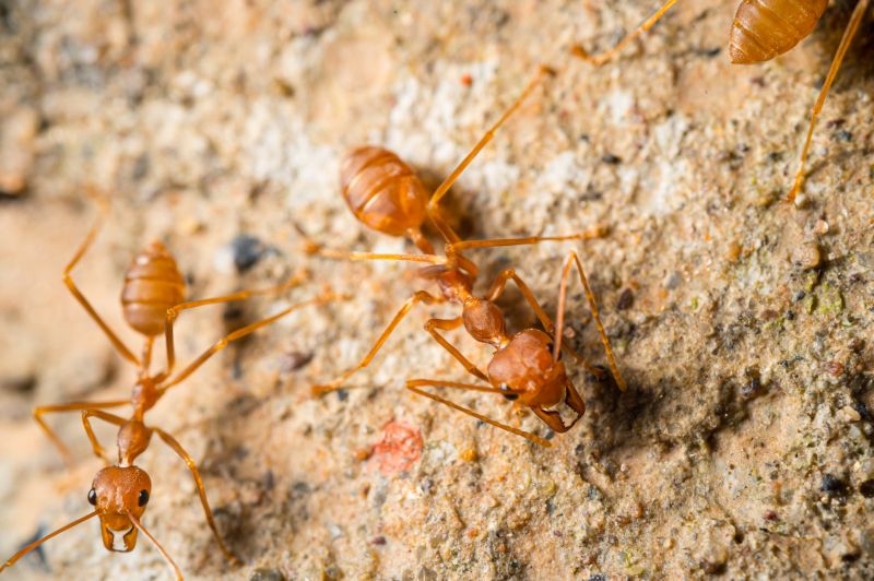 Red Ant Extermination in Rockwall, TX