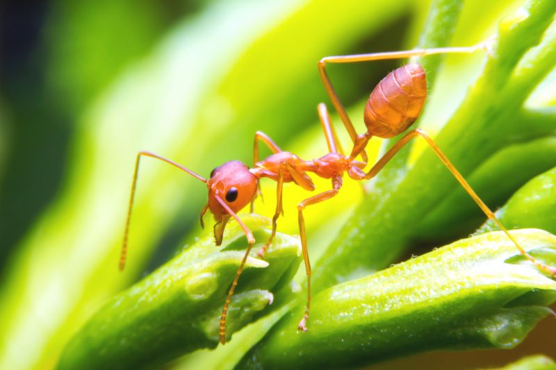 Red Ant Extermination in Arlington, TX