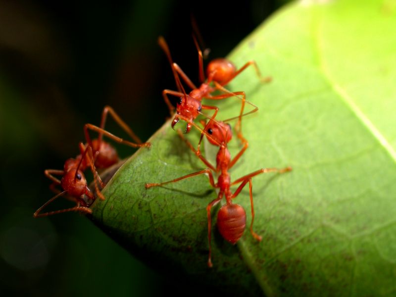 Red Ant Extermination in Mckinney, TX
