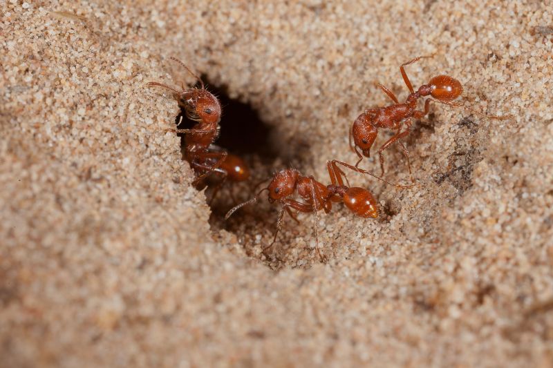 Red Ant Extermination in Frisco, TX