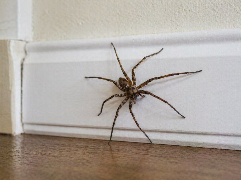 Spider Control Service in Rockwall, TX