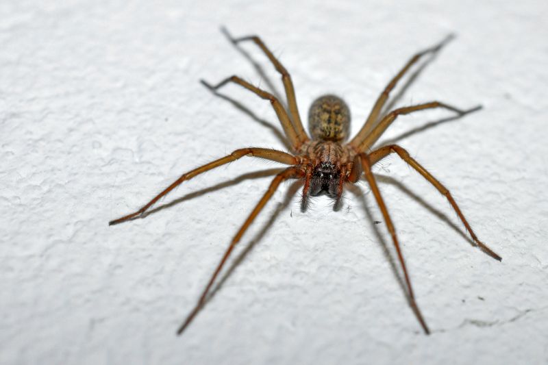 Spider Control Service in Katy, TX