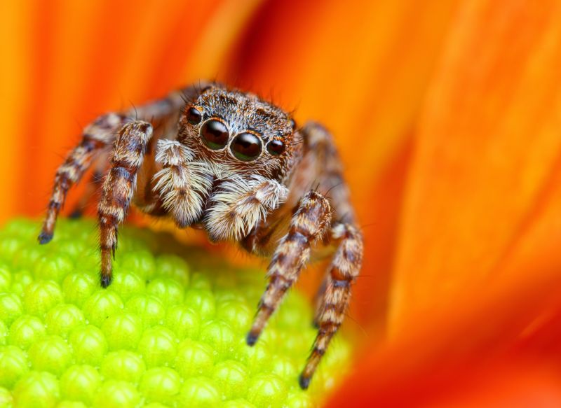 Spider Extermination Service in Katy, TX