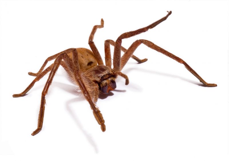 Spider Mite Extermination in Katy, TX