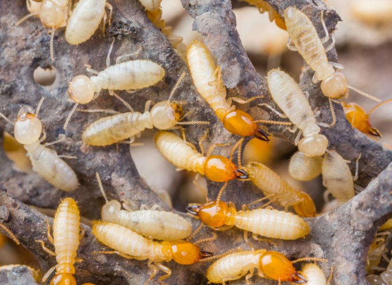 Termite Infestation Service in Frisco, TX