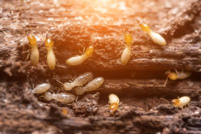 Termite Infestation Service in Katy, TX