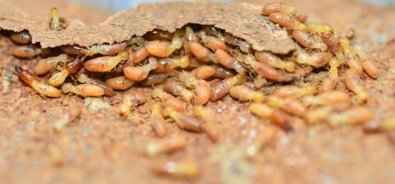 Termite Infestation Service in Katy, TX