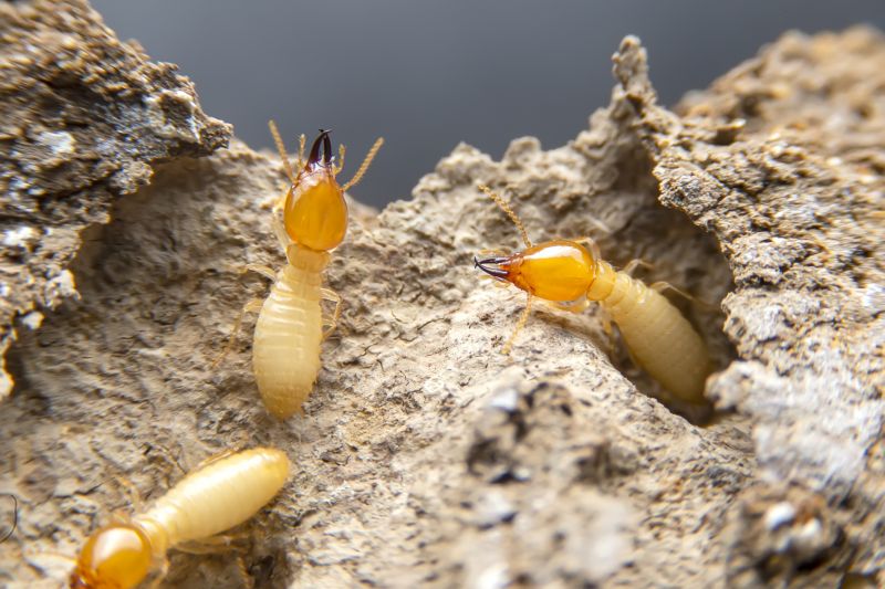 Termite Inspection Service in Frisco, TX