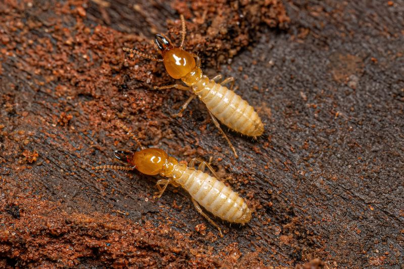 Termite Treatment Service in Katy, TX