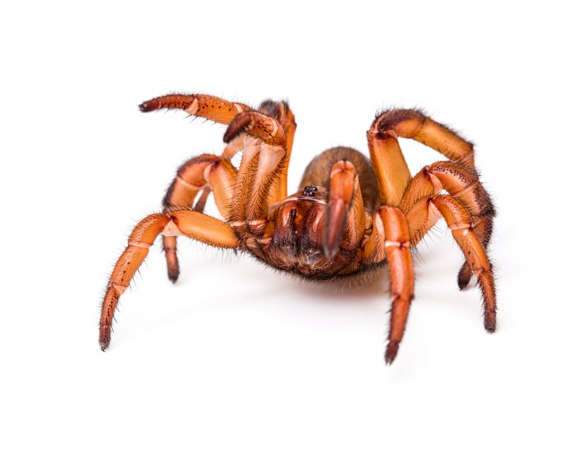 Trapdoor Spider Extermination in Denton, TX