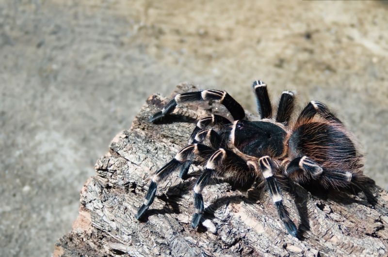 Trapdoor Spider Extermination in Denton, TX