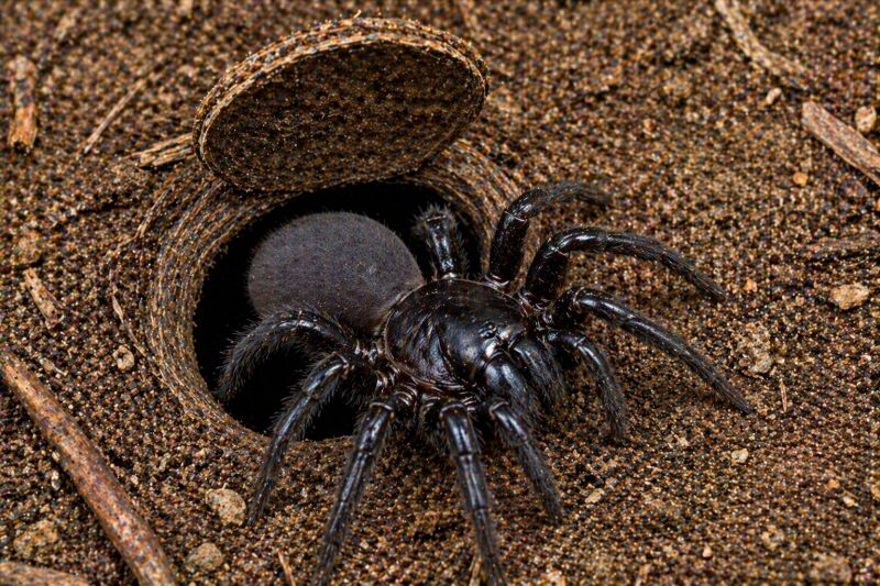 Trapdoor Spider Extermination in Mckinney, TX