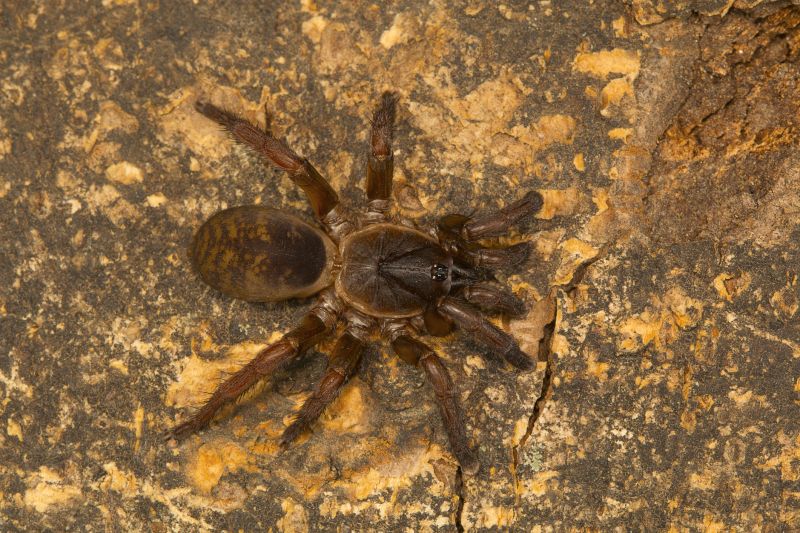 Trapdoor Spider Extermination in Mckinney, TX