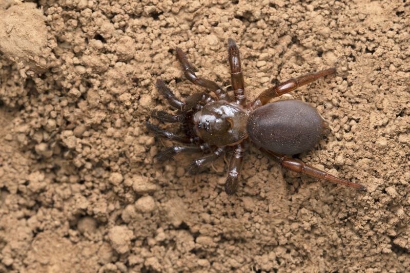 Trapdoor Spider Extermination in Frisco, TX