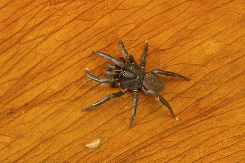 Trapdoor Spider Extermination in Katy, TX