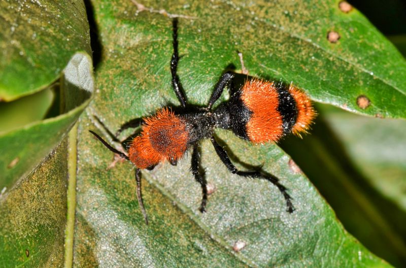 Velvet Ant Extermination in Arlington, TX