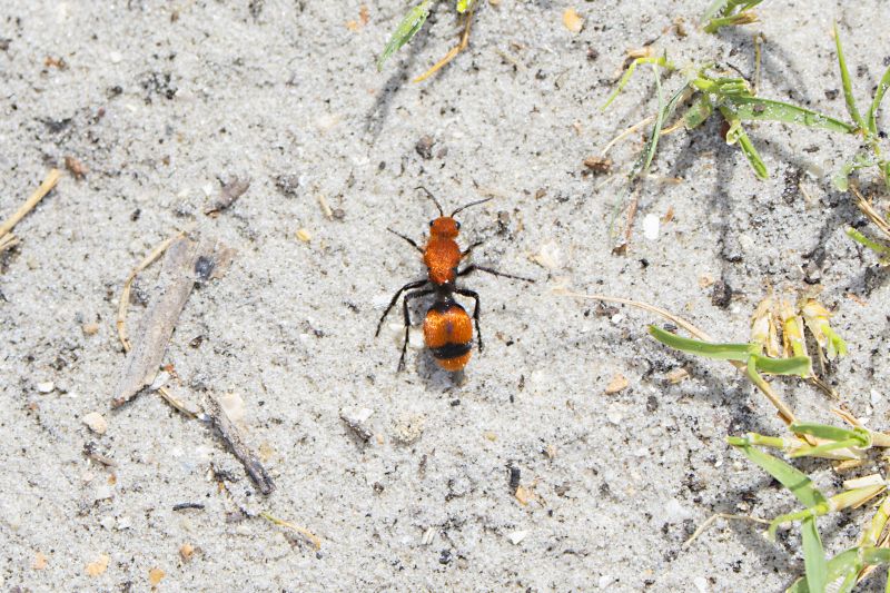 Velvet Ant Extermination in Frisco, TX