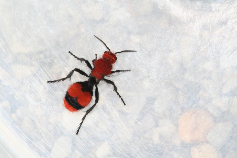 Velvet Ant Extermination in Fort Worth, TX