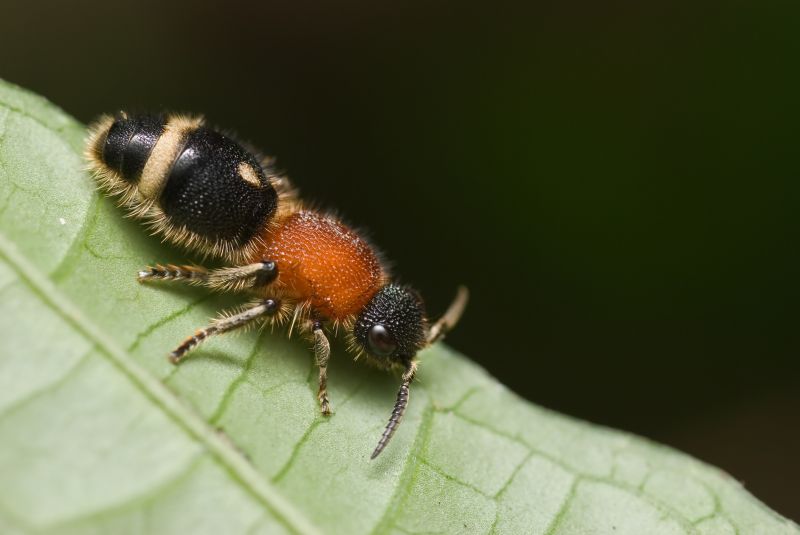 Velvet Ant Extermination in Katy, TX
