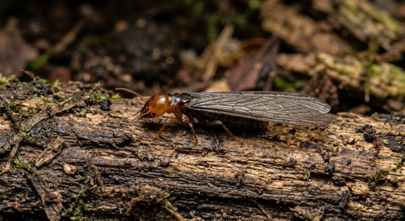 Winged Termite Extermination in Frisco, TX