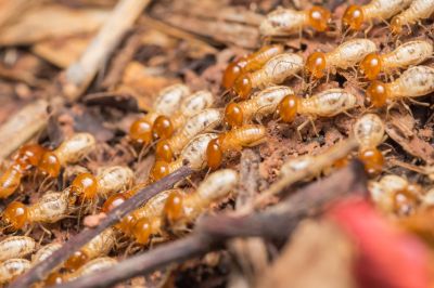 Winged Termite Extermination in Frisco, TX