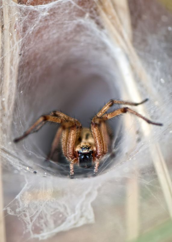 Wolf Spider Removal in Frisco, TX