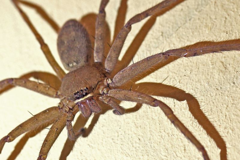 Wolf Spider Removal in Frisco, TX