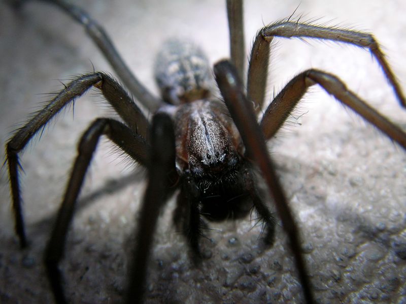 Wolf Spider Removal in Denton, TX