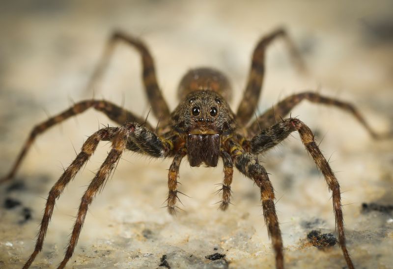 Wolf Spider Removal in Rockwall, TX
