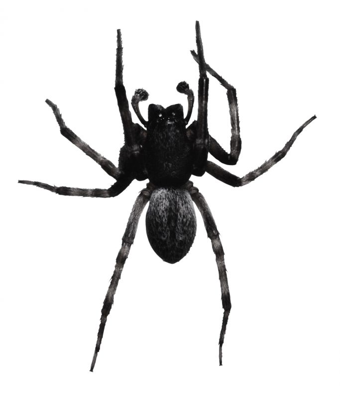 Wolf Spider Removal in Fort Worth, TX