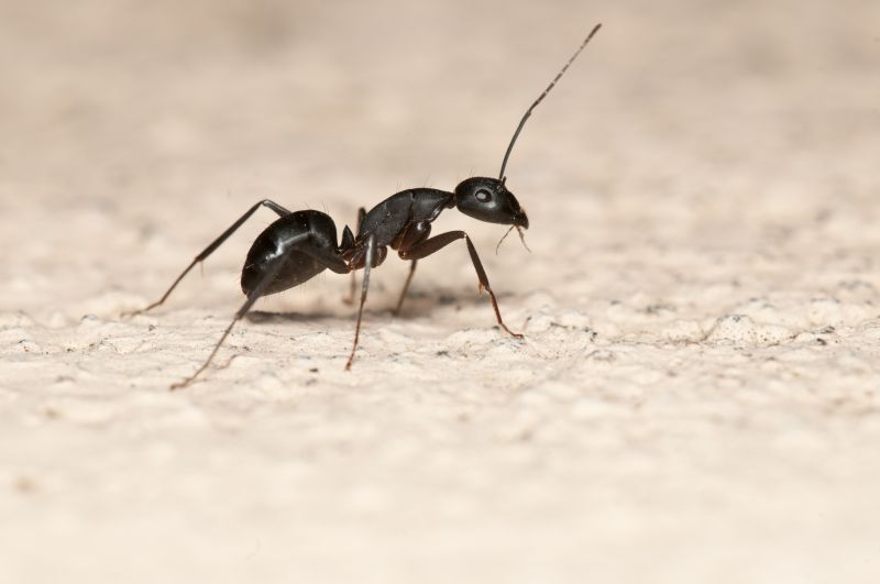 Black Ant Extermination in Denton, TX