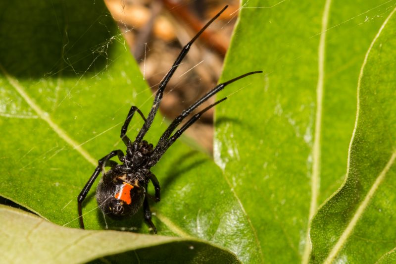 Black Widow Extermination in Fort Worth, TX