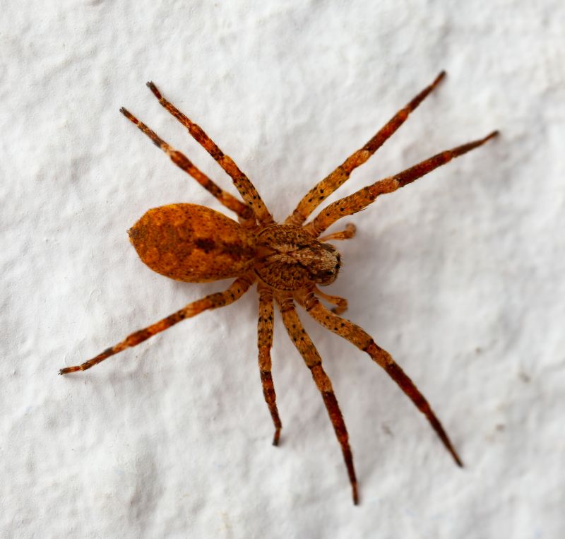 Brown Recluse Extermination in Katy, TX