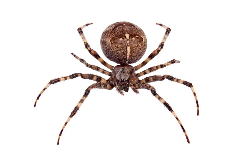 Cross Spider Extermination in Fort Worth, TX