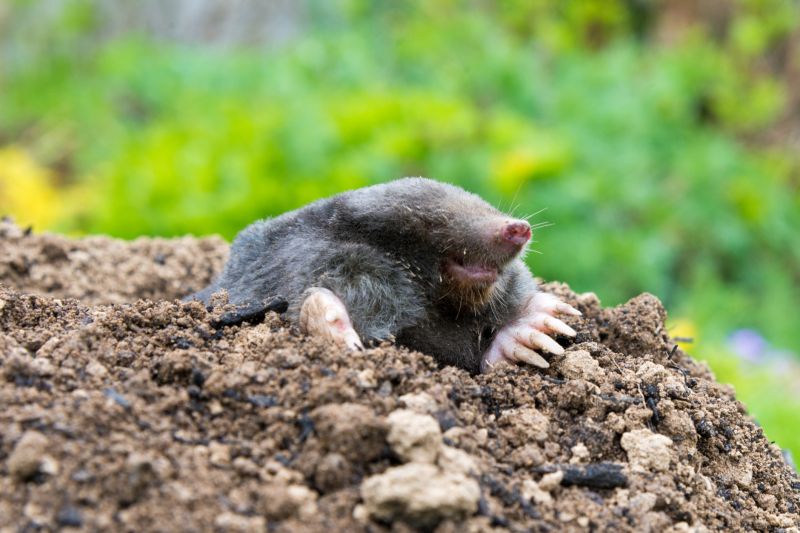 Cost of Mole Removal