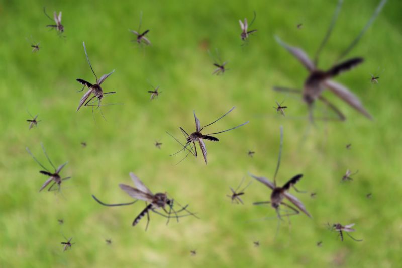 Mosquitoes Pest Control in Arlington, TX