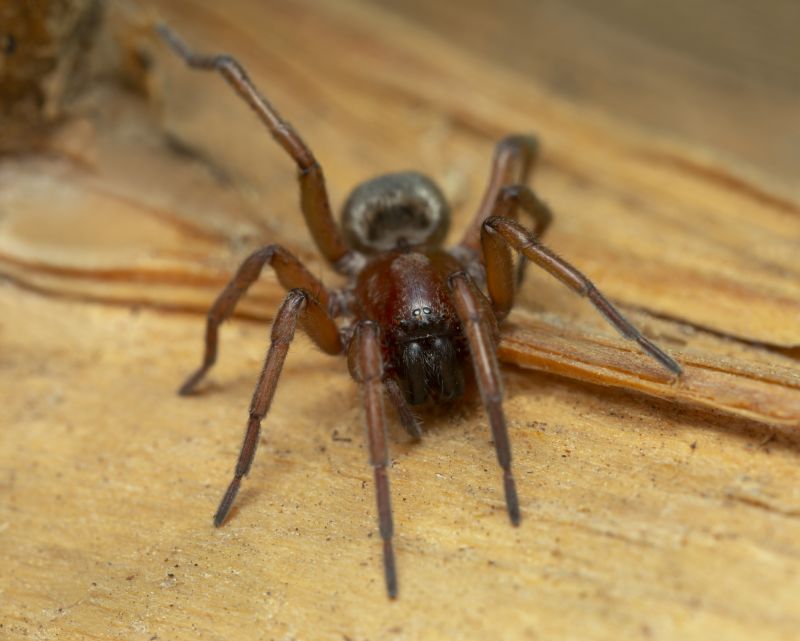 Mouse Spider Extermination in Denton, TX
