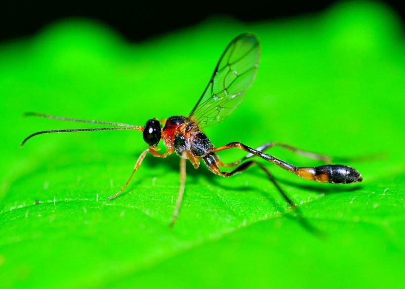 Mud Dauber Extermination in Arlington, TX