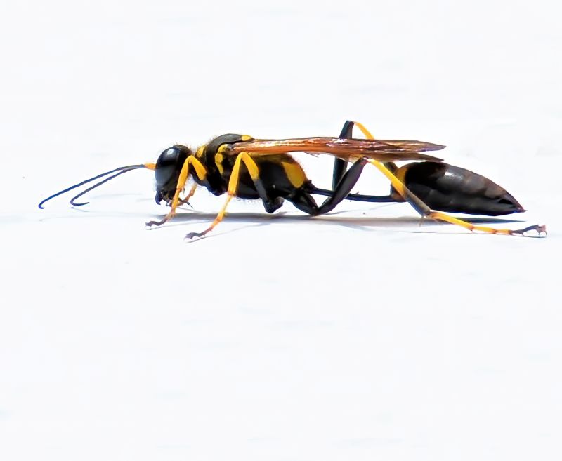 Mud Dauber Extermination in Katy, TX