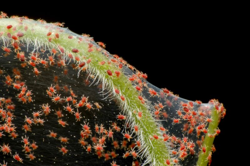 Spider Mite Extermination in Katy, TX