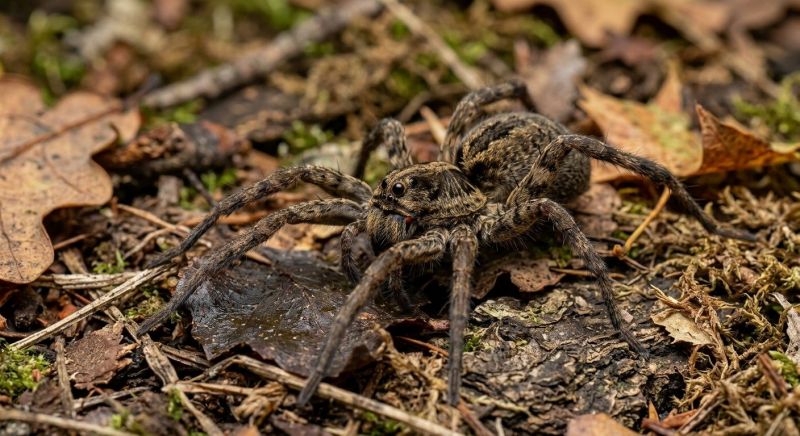 Wolf Spider Removal in Denton, TX