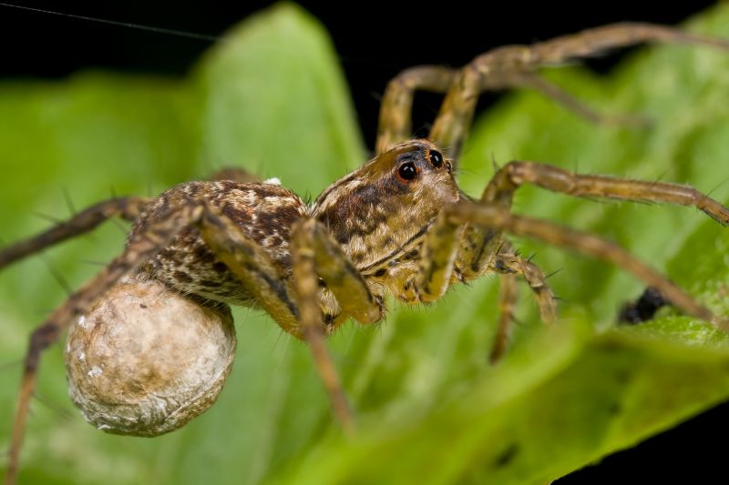Wolf Spider Removal in Katy, TX